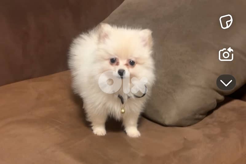 White Pomeranian 1