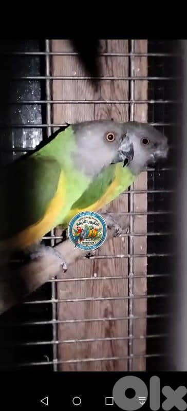 سينيغالي يويو زوج