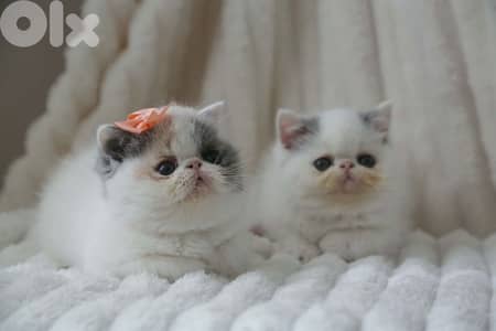 exotic female and male