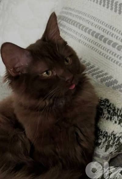 هر لون شوكولا