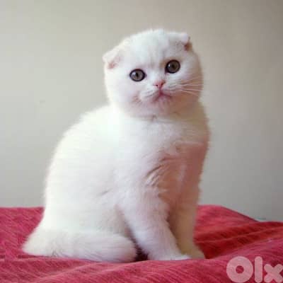 White Scottish Fold kittens Blue Eyes