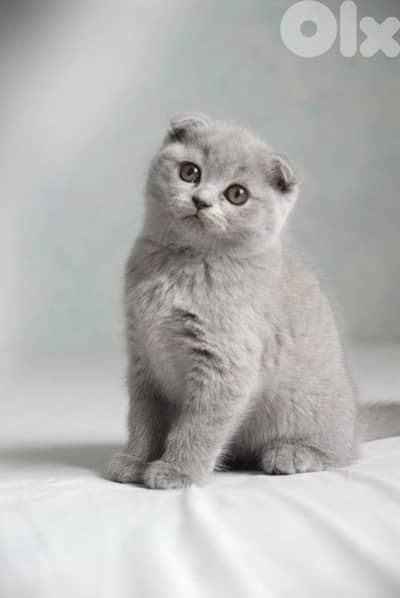Lilac Scottish Fold Kittens