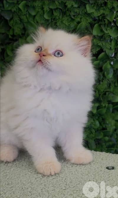 Flame Point Himalayan Kitten