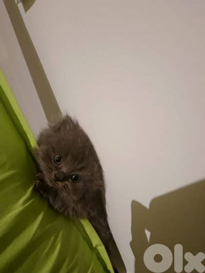 Selling Baby kitten for 200$