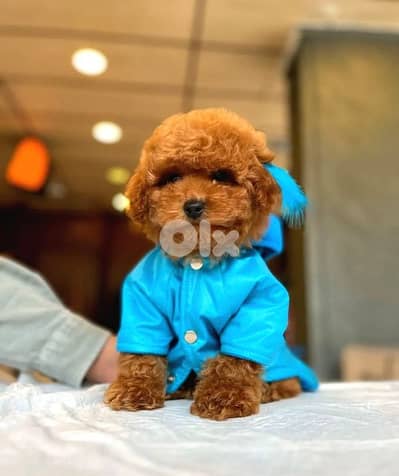 Toy Poodle Puppies / in store / dog كلاب
