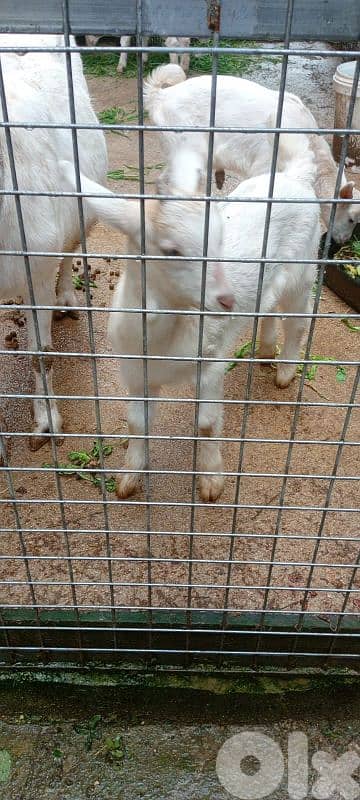 جدايه سويسري سنين اصلي