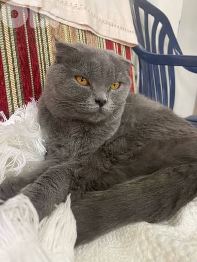 Scottish Grey Cat 8 months old - Only for 110$