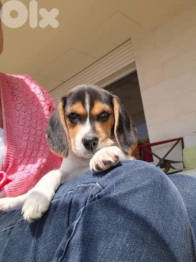 Adorable Female Beagle 3mths old, vaccinated, dewormed, potty trained