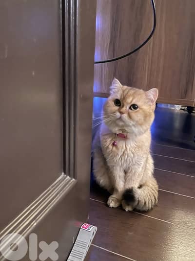 Ready for mating اجار للزواج