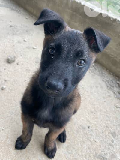 Belgian mailinois puppy