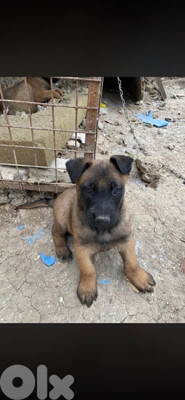 Belgian mailinois puppy 1