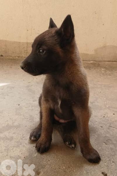 Belgian malinois for sale (pure)