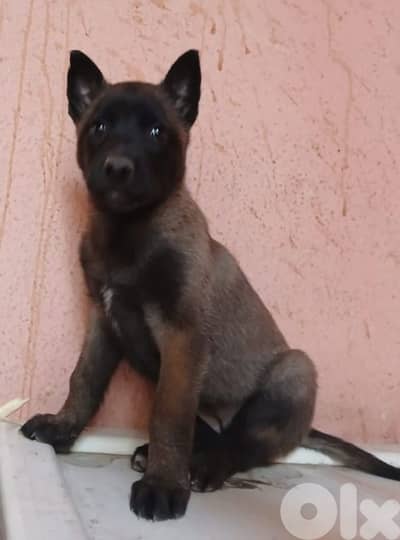 Belgian malinois for sale (pure)
