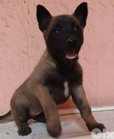 Belgian malinois for sale (pure)