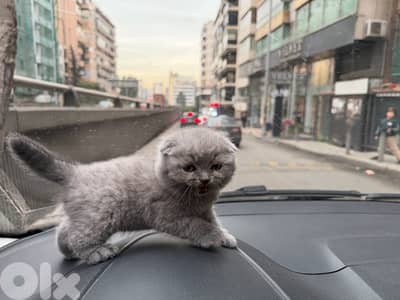 scottish fold kitten with best price