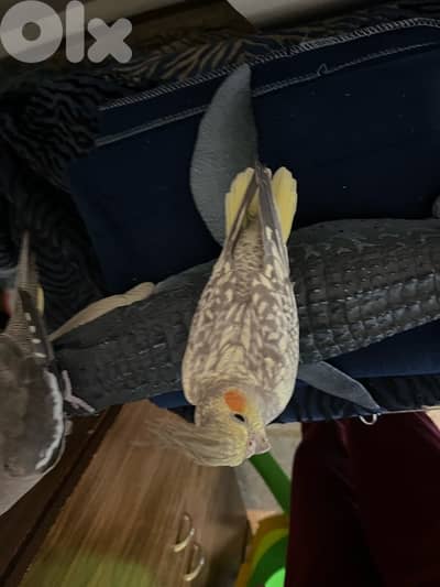 ‏جوز كروان أنثى حبشية مروضة وذكر إيزابيل غير مروض