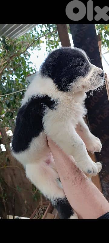 alabai giant size 10