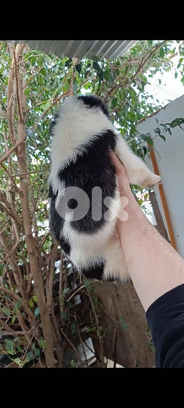 alabai giant size 11