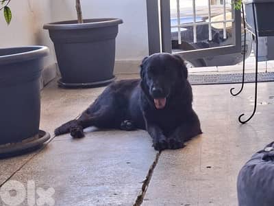 Golden retriever X Labrador mix