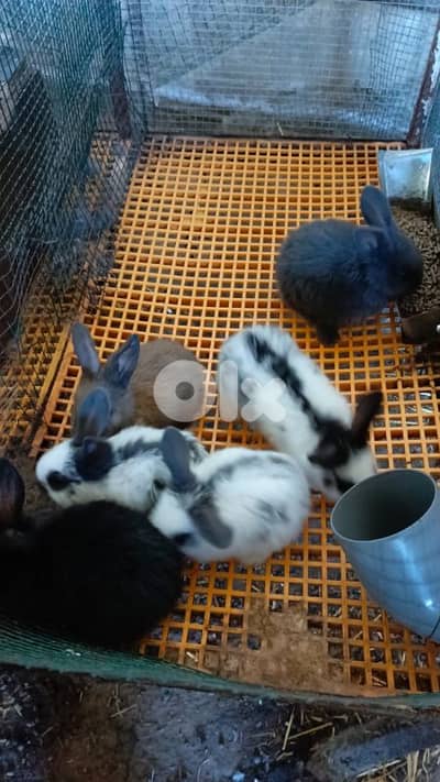 جراوي بابيون