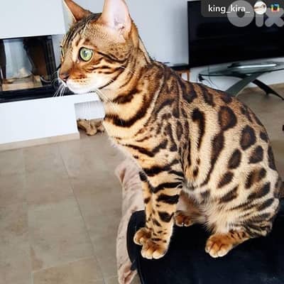 bengal  for sale