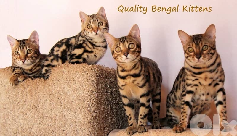 bengal  for sale 1