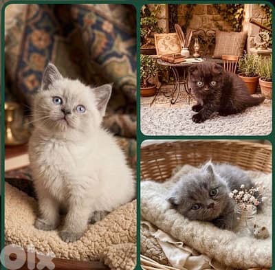 himalayan and scottish