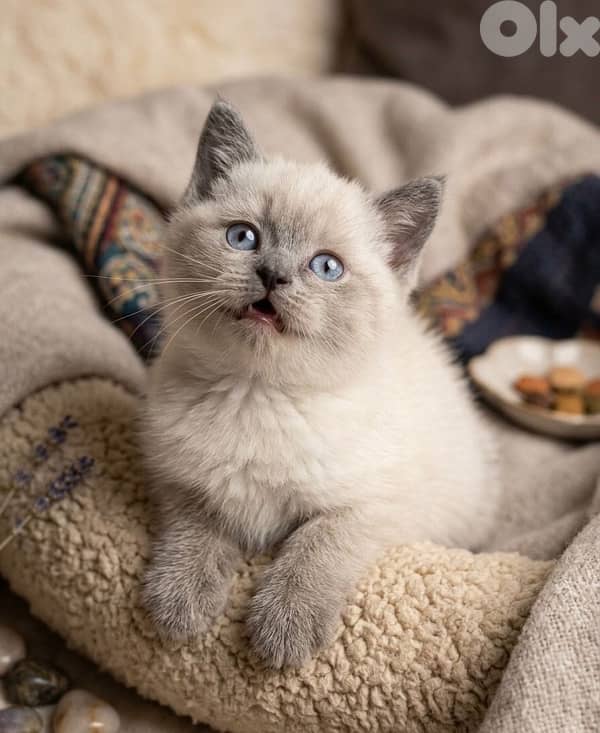 himalayan and scottish 1