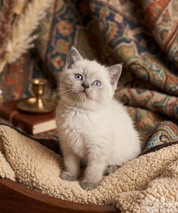 himalayan and scottish 2