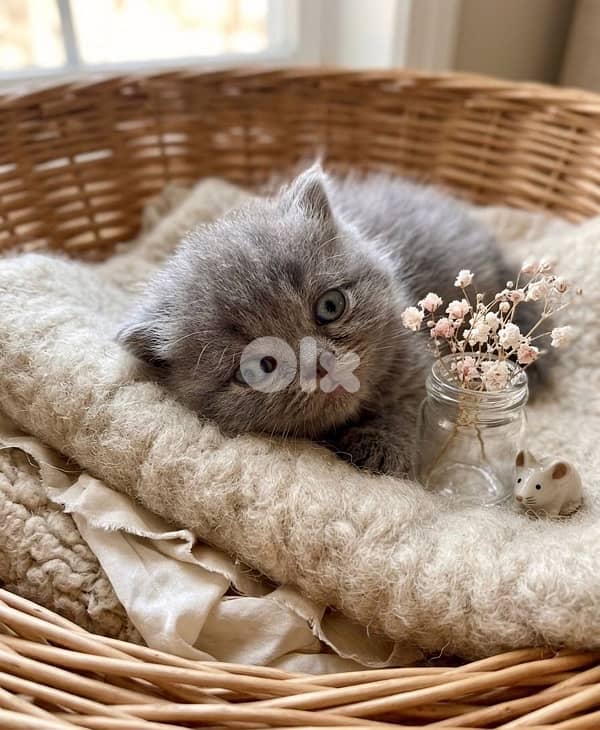 himalayan and scottish 3