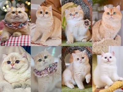 britsh gold for sale