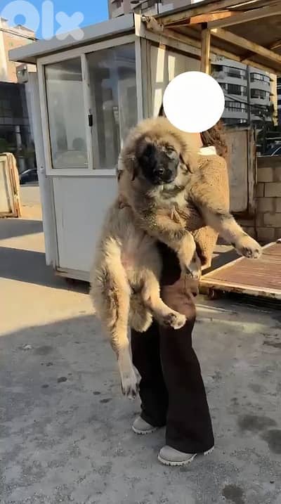 caucasian female puppy