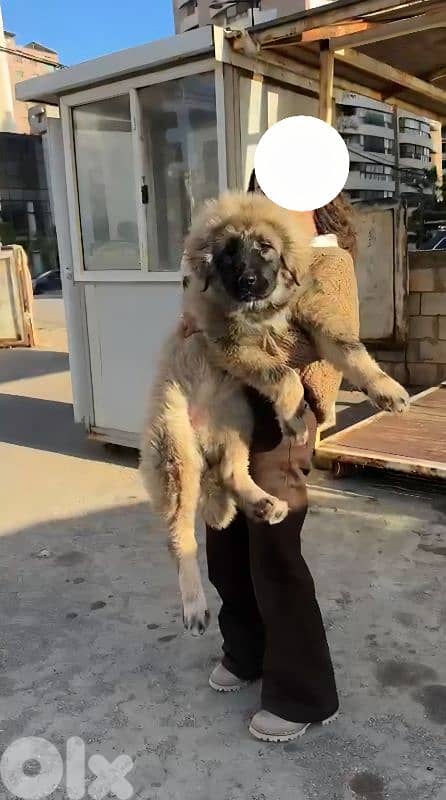 caucasian female puppy 1