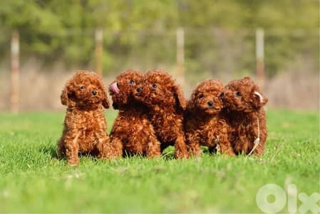 Poodle Puppies pure breed / dog كلاب