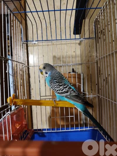 بيروت السفاره الكويتيه