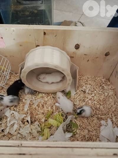 hamsters 3 week old