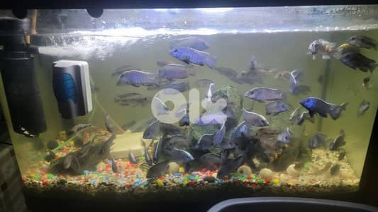 African cichlid  سمك أفريقي