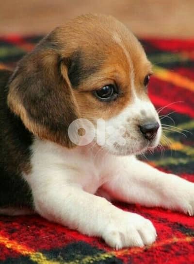 Beagle Puppies / dog كلاب