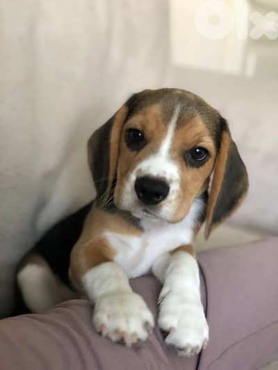 Amazing Beagle Puppies / dog كلاب