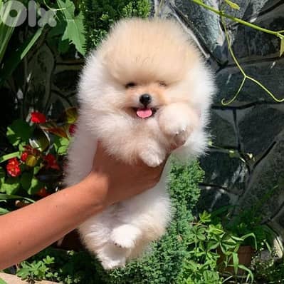 Pomeranian Puppies - Fluffy / dog كلاب