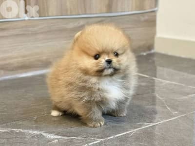 Pomeranian Puppies / delivery available/ dog كلاب