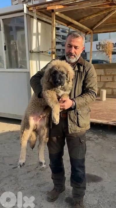 4 monthes Caucasian female puppy