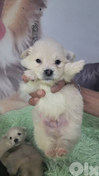 Premium Pomeranian Spitz Puppies – Cute, Fluffy