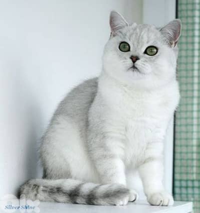 British Shorthair Silver Chinchilla