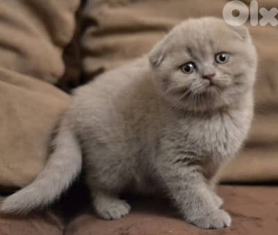 Scottish fold