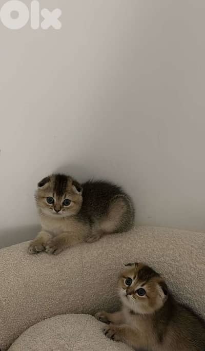 Golden Chinchilla  Black Scottish kitten
