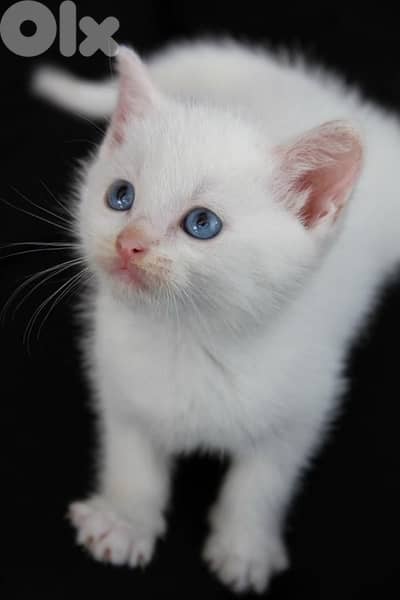 British Shorthair White Kitten