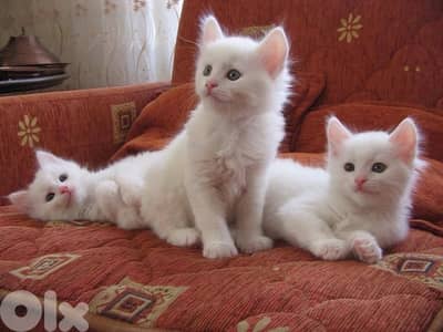 White British kitten