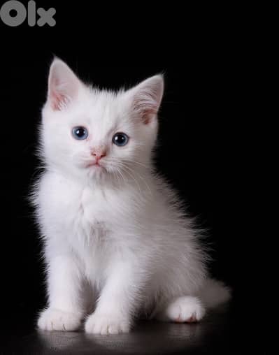 British white kitten