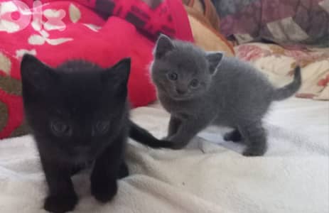 kittens for adoption FREE